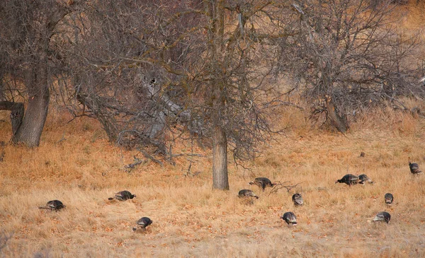 Eating wild turkeys — Stock Photo, Image