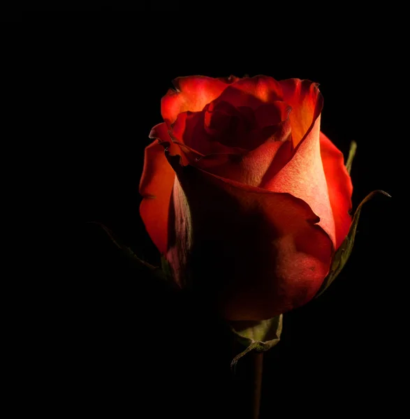 黑玫瑰辉光 — 图库照片