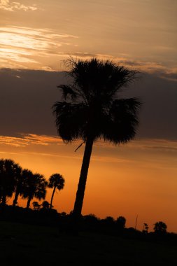 palmiye ağacı gündoğumu