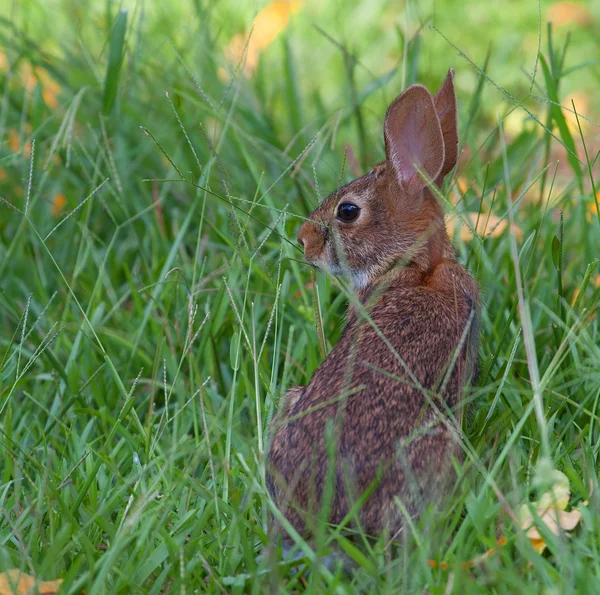 Avond konijn in het gras — Stockfoto