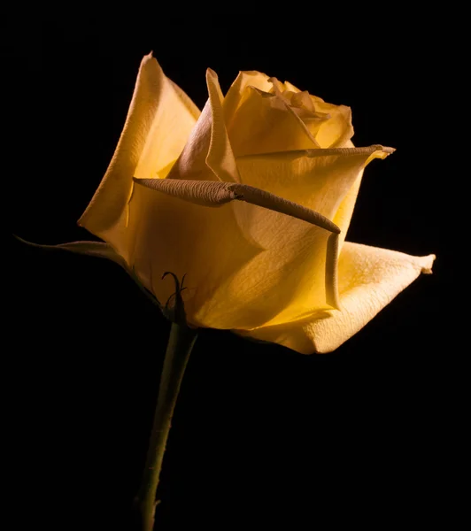 Rosa amarela em um fundo escuro — Fotografia de Stock