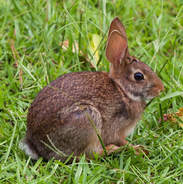 Cottontail konijn in hoog gras — Stockfoto