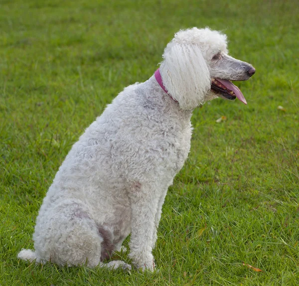 Hechelnder Standard-Pudel — Stockfoto