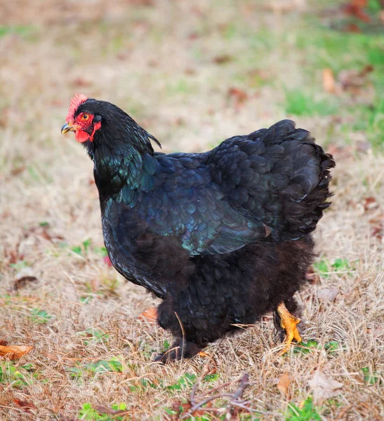 Black chicken standing on a field — Φωτογραφία Αρχείου