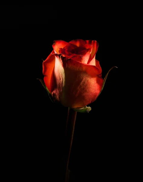 黑色的神秘玫瑰 — 图库照片