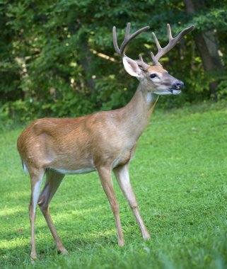 Geyik batıya bakıyor