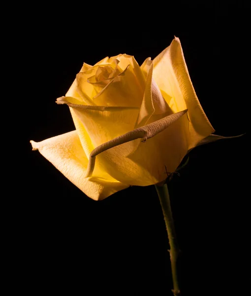 Flor amarela em um fundo preto — Fotografia de Stock