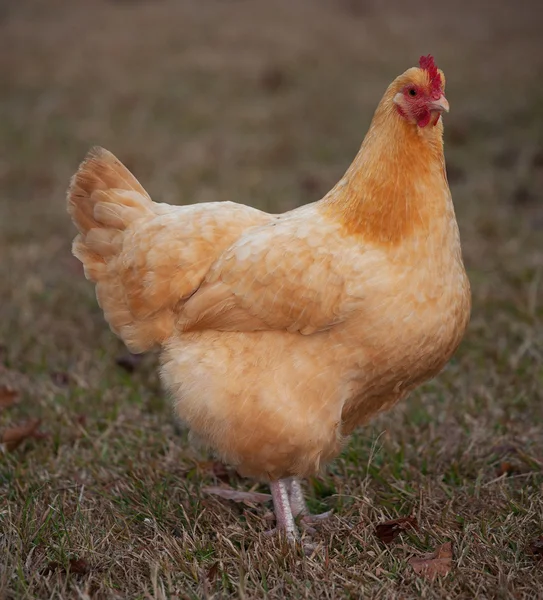 Gele kip op een veld — Stockfoto