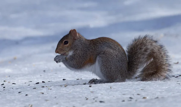 Betende Eichhörnchen auf Eis — Stockfoto