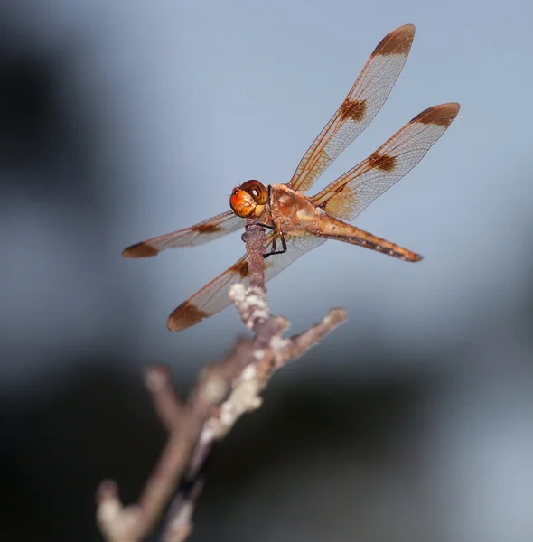 Bir çubuk üzerinde turuncu yusufçuk — Stok fotoğraf