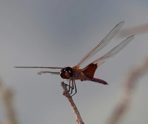 Dragonfly with clouds — Stock Photo, Image