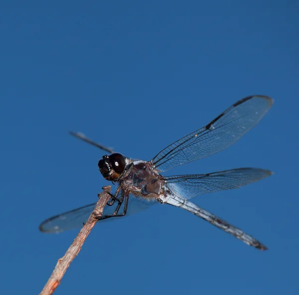 Dragonfly готовий до польоту — стокове фото