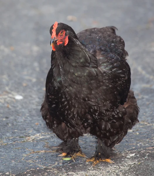 Μαύρο κοτόπουλο στην άσφαλτο — Φωτογραφία Αρχείου