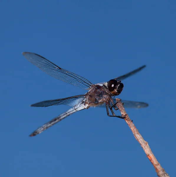 Hairy dragonfly with sky behind — Stock Photo, Image