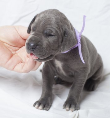 Bir köpek yavrusu üzerinde spot tırmalamak sağ