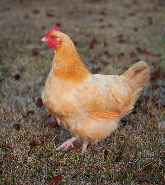Walking chicken hen — Stock Photo, Image