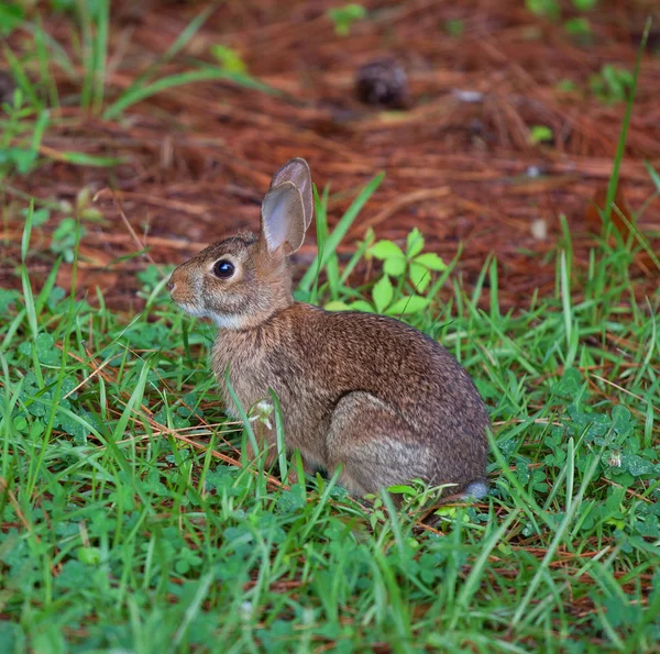 Snelle cottontail konijn — Stockfoto