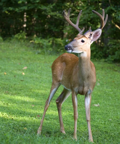 Evening whitetail deer buck — Stockfoto