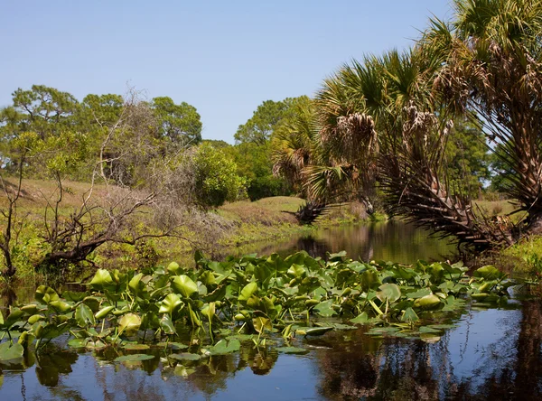 フロリダ州の厚さの成長 — ストック写真