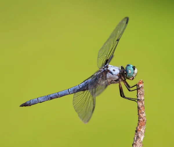 Μεγάλη μπλε dragonfly — Φωτογραφία Αρχείου