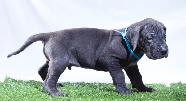 Bezorgd Duitse Dog pup — Stockfoto
