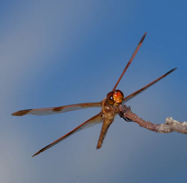 Dragonfly on the hunt — Stock Photo, Image