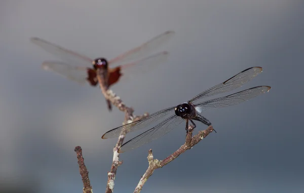 Dragonfly-gevarenzone — Stockfoto