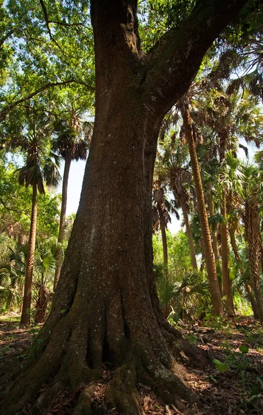 플로리다에 있는 오래 된 나무 — 스톡 사진