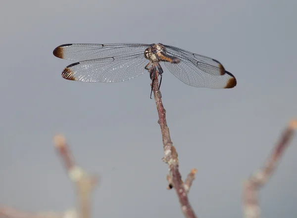 Libelle von hinten — Stockfoto