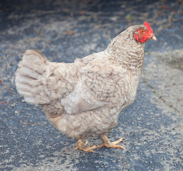 Gray chicken hen — Stock Photo, Image