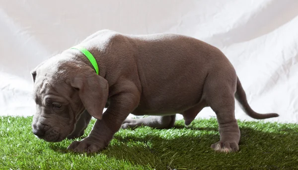 Contrite Great Dane puppy — Stock Photo, Image