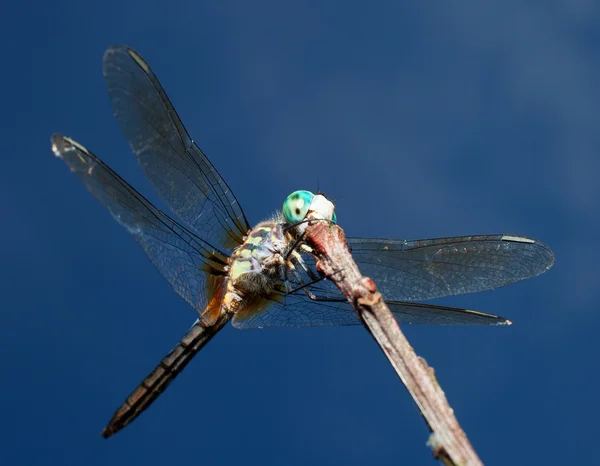 Dragonfly with chin down — Stockfoto