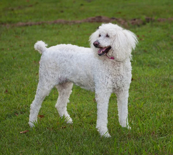 Standing standard poodle — ストック写真