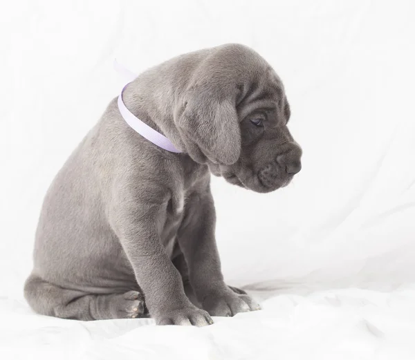 Rustige Duitse Dog pup — Stockfoto