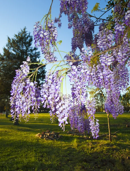 Lente blauweregen bloom — Stockfoto