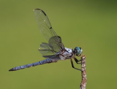 Yusufçuk bağırtmak için hazır