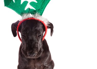 Great Dane'in tatil partisi