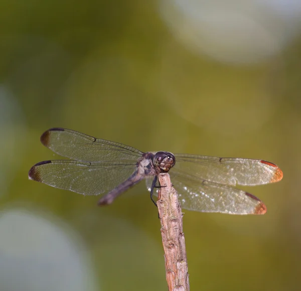 Zářící křídla vážky — Stock fotografie