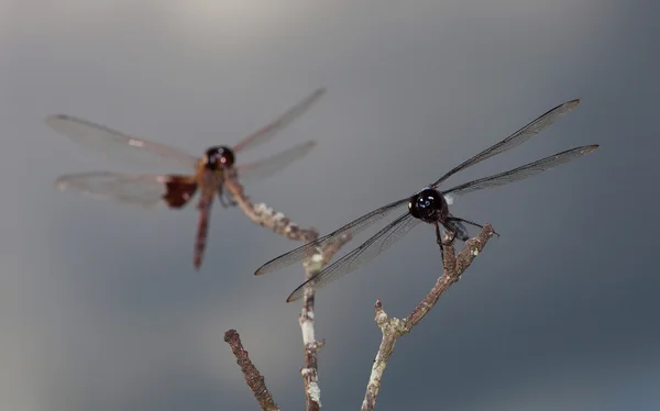 翼の男性 Dragonflys — ストック写真