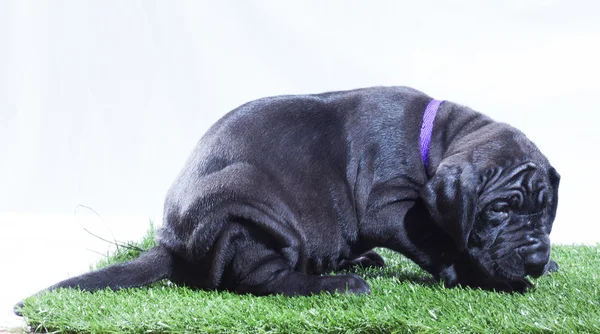 피곤된 덴마크 종의 큰 개 강아지 — 스톡 사진
