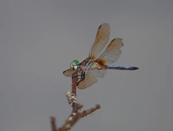 Groene dragonfly met wolken achter — Stockfoto