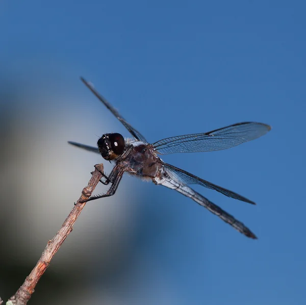 Black and white dragonfly — Stock Photo, Image