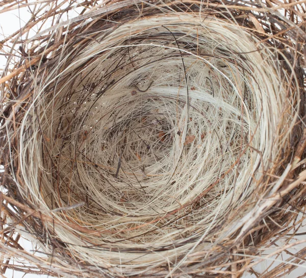 Small bird Nest — Stock Photo, Image