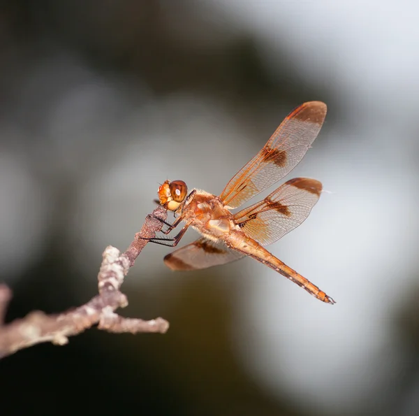 Libélula laranja em um ramo — Fotografia de Stock