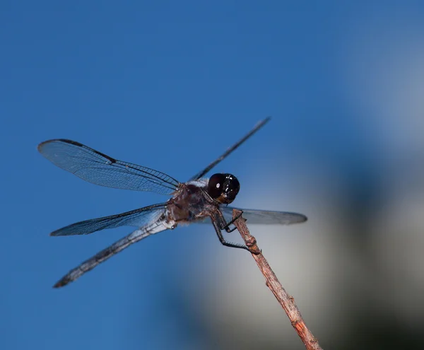 Libélula con nubes detrás — Foto de Stock