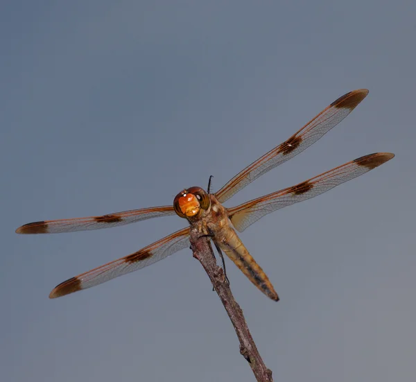 Orangefarbene Libelle am Himmel — Stockfoto
