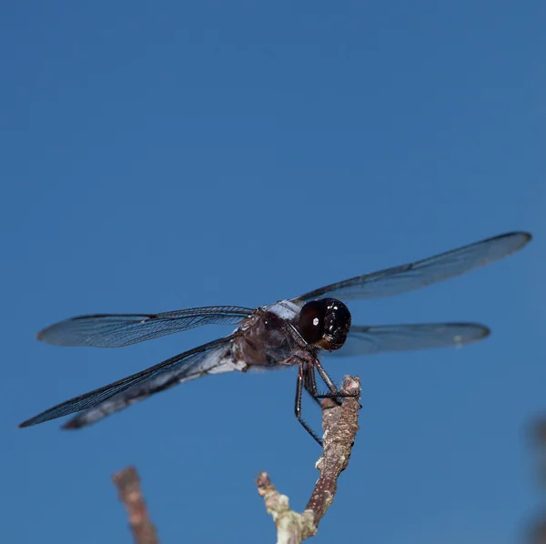 Subtila dragonfly leende — Stockfoto