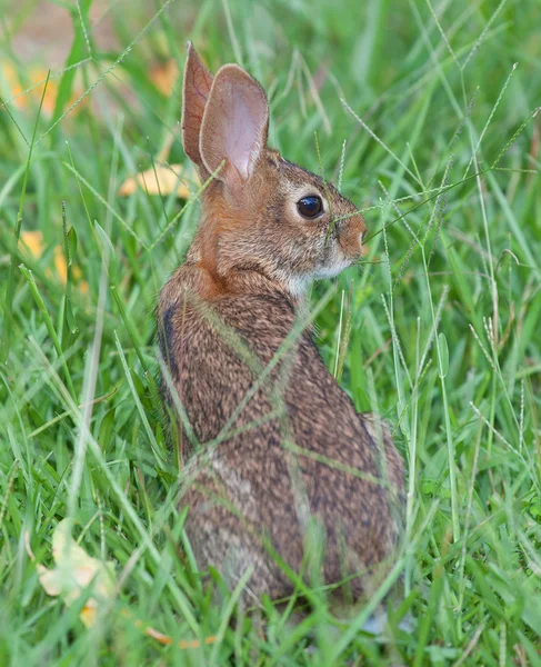 Zorgvuldige cottontail in hoog gras — Stockfoto