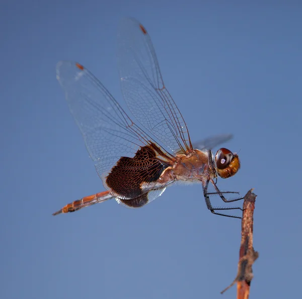 Dragonfly ready to Go — Stock Photo, Image