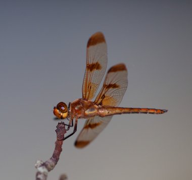 Hariy ayak üzerinde bir yusufçuk